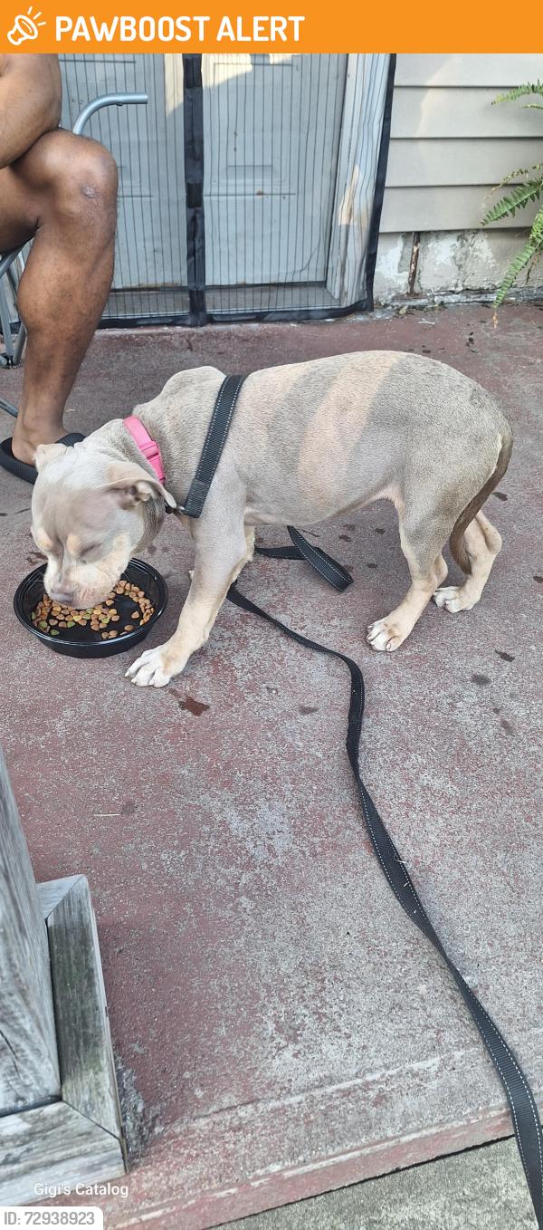 Found/Stray Female Dog last seen Elm Street, North Versailles Township, PA 15137