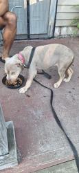 Found/Stray Female Dog last seen Elm Street, North Versailles Township, PA 15137
