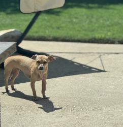 Reunited Female Dog last seen Junction Dr, Plano, TX 75093, USA, Plano, TX 75093