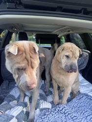 Reunited Female Dog last seen NW Green Mountain Rd, Washington County, OR 97106