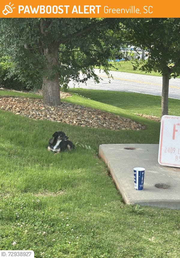 Found/Stray Male Dog last seen Culver’s in back of restaurant , Greenville, SC 29607