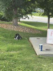 Found/Stray Male Dog last seen Culver’s in back of restaurant , Greenville, SC 29607