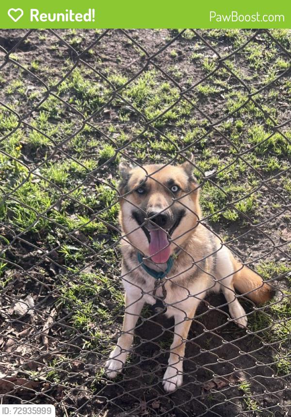 Reunited Female Dog last seen East Little York / hmstd, Houston, TX, USA, Houston, TX 77016