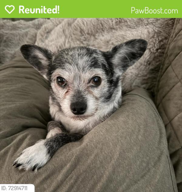 Reunited Female Dog last seen Frank Lloyd Wright Blvd and N 92nd St, Scottsdale, AZ 85260
