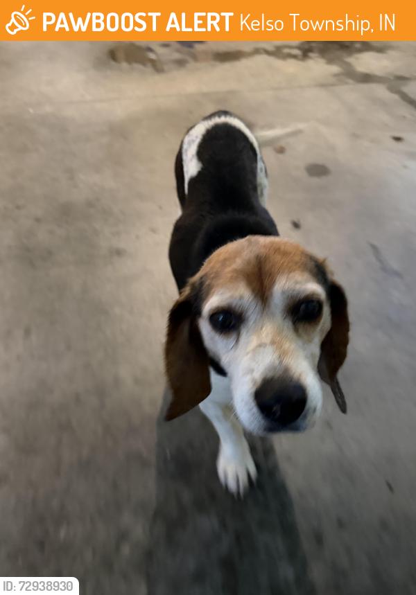Found/Stray Male Dog last seen North Dearborn Road and Zinser Road, Kelso Township, IN 47022