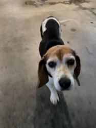 Found/Stray Male Dog last seen North Dearborn Road and Zinser Road, Kelso Township, IN 47022