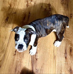 Reunited Male Dog last seen Near Mission Gorge Rd. Santee, CA 92071 ·, Santee, CA 92071