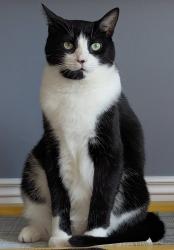 Reunited Male Cat last seen Forest between Driftwood and Stonehenge , Kitchener, ON N2N 1X6