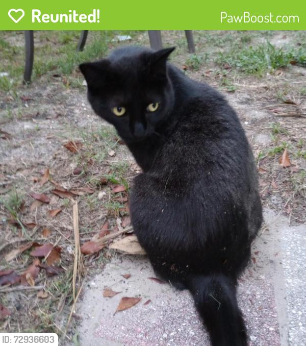 Reunited Female Cat last seen Blackburn Street , Jacksonville, FL 32210