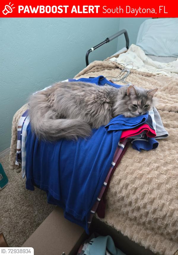 Lost Female Cat last seen Kenilworth , South Daytona, FL 32119