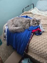 Lost Female Cat last seen Kenilworth , South Daytona, FL 32119