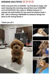 Reunited Male Dog last seen Meadow Ave, Hammer lane John R Williams school , Stockton, CA 95207