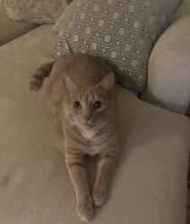 Reunited Male Cat last seen Franklin & Harvard rd, Glassboro, NJ 08028