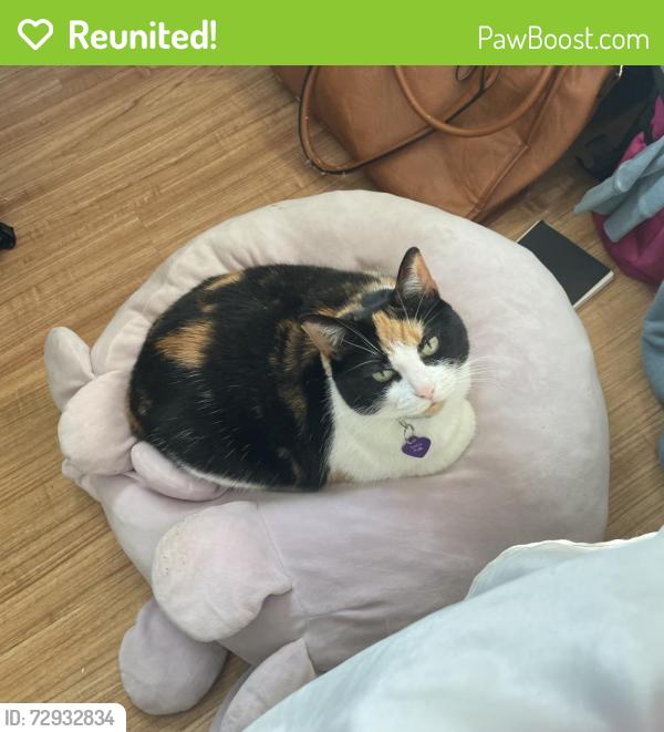 Reunited Female Cat last seen 41st and Forest Hill Avenue, Richmond, VA 23225