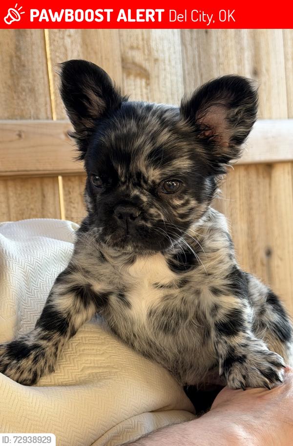 Lost Female Dog last seen Stonehaven community and 44th in Del City, OK, Del City, OK 73115