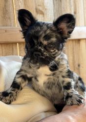 Lost Female Dog last seen Stonehaven community and 44th in Del City, OK, Del City, OK 73115