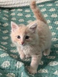 Shelter Stray Male Cat last seen New Bern, NC 28562, New Bern, NC 28562