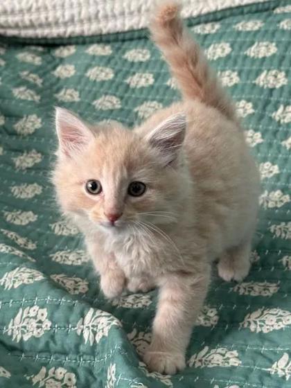 Shelter Stray Male Cat last seen New Bern, NC 28562, New Bern, NC 28562