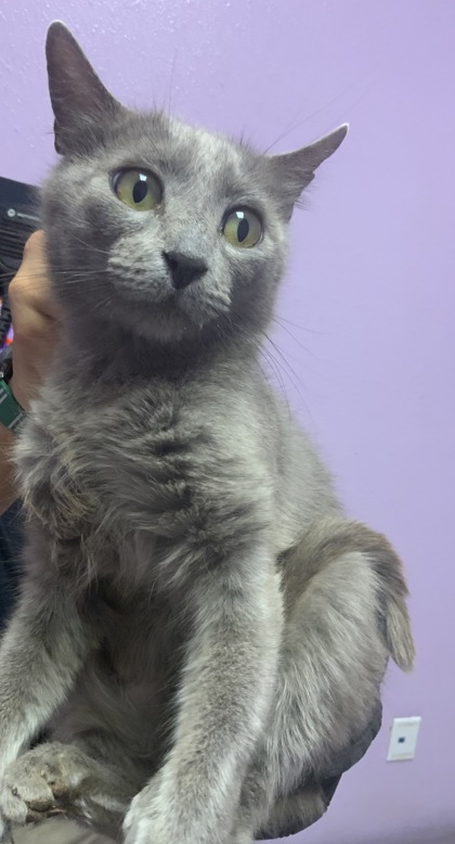 Shelter Stray Female Cat last seen Near Tularosa, CITY of El Paso, TX, 5001 Fred Wilson Ave, El Paso, TX 79906, USA