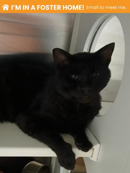 Shelter Stray Male Cat last seen Near Crossland Ave, 21213, MD, Baltimore, MD 21230