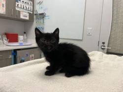 Shelter Stray Male Cat last seen Brighton ave and Budd park, 64124, MO, Kansas City, MO 64132