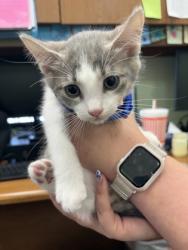 Shelter Stray Male Cat last seen Crowley, TX 76036, Cleburne, TX 76033