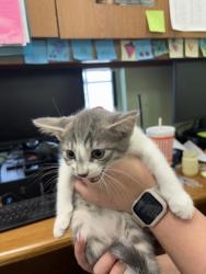 Shelter Stray Male Cat last seen Crowley, TX 76036, Cleburne, TX 76033