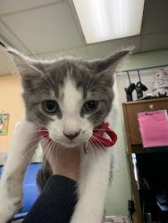 Shelter Stray Male Cat last seen Crowley, TX 76036, Cleburne, TX 76033