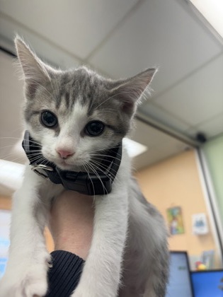 Shelter Stray Male Cat last seen Crowley, TX 76036, Cleburne, TX 76033