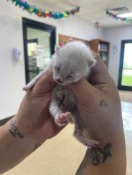 Shelter Stray Female Cat last seen Madera, CA 93637, Madera, CA 93637
