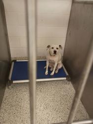 Shelter Stray Female Dog last seen College Park, GA 30337, Atlanta, GA 30336