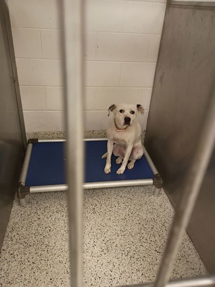 Shelter Stray Female Dog last seen College Park, GA 30337, Atlanta, GA 30336