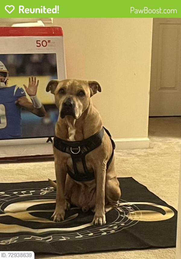 Reunited Male Dog last seen benson and verde green- , Garner, NC 27529