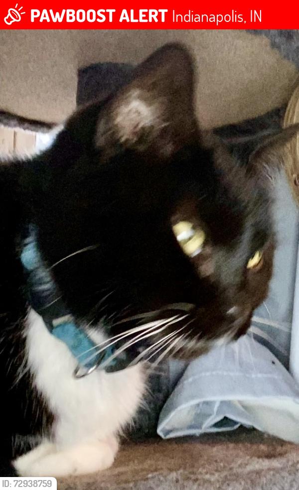 Found/Stray Female Cat last seen Meridian and Stop 13 Rd, Indianapolis, IN 46217