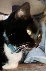 Found/Stray Female Cat last seen Meridian and Stop 13 Rd, Indianapolis, IN 46217