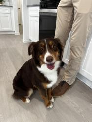 Lost Female Dog last seen Cascading pines CT, Conroe, TX 77302