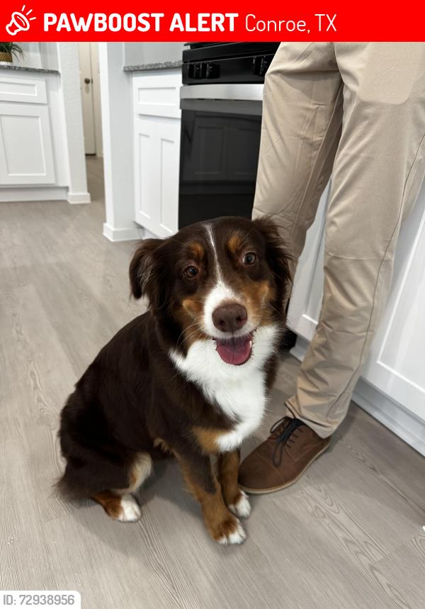 Lost Female Dog last seen Cascading pines CT, Conroe, TX 77302
