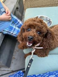 Reunited Female Dog last seen Near street and 95 avenue, Delta, BC V4C 3T1
