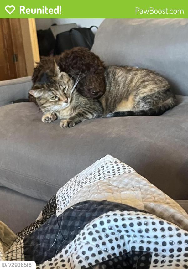 Reunited Female Cat last seen NE bryco rd, ne Lindsay avenue, ridgeview ln, near hobby lobby, Lee's Summit, MO 64086