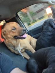 Reunited Female Dog last seen Dean martin, Las Vegas, NV 89118