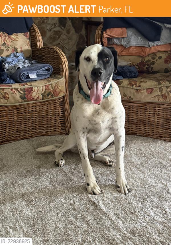 Found/Stray Male Dog last seen Collins Drive and Thornton Ln in Parker Florida, very near intersection of HWY 98 (Tyndall Parkway)and Business 98 in Parker, Florida., Parker, FL 32404