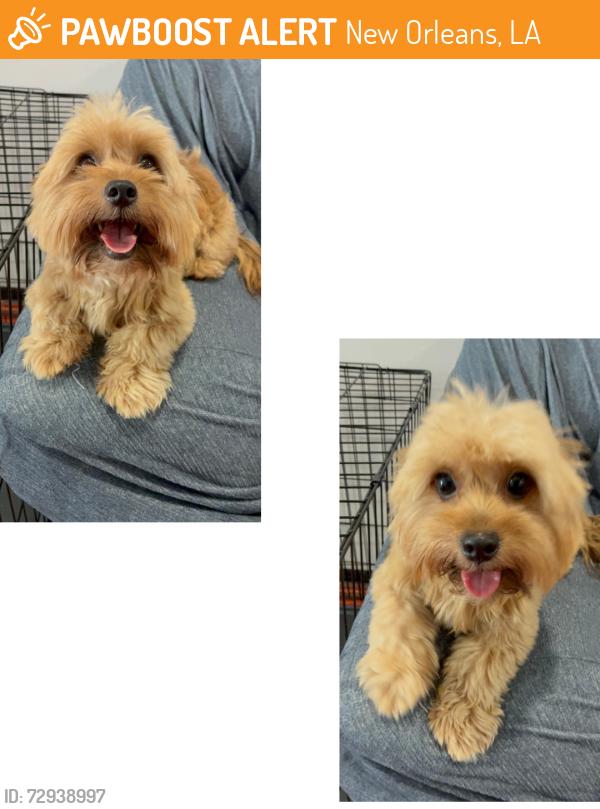 Found/Stray Male Dog last seen Esplanade and Galvez, New Orleans, LA 70119