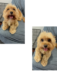 Found/Stray Male Dog last seen Esplanade and Galvez, New Orleans, LA 70119
