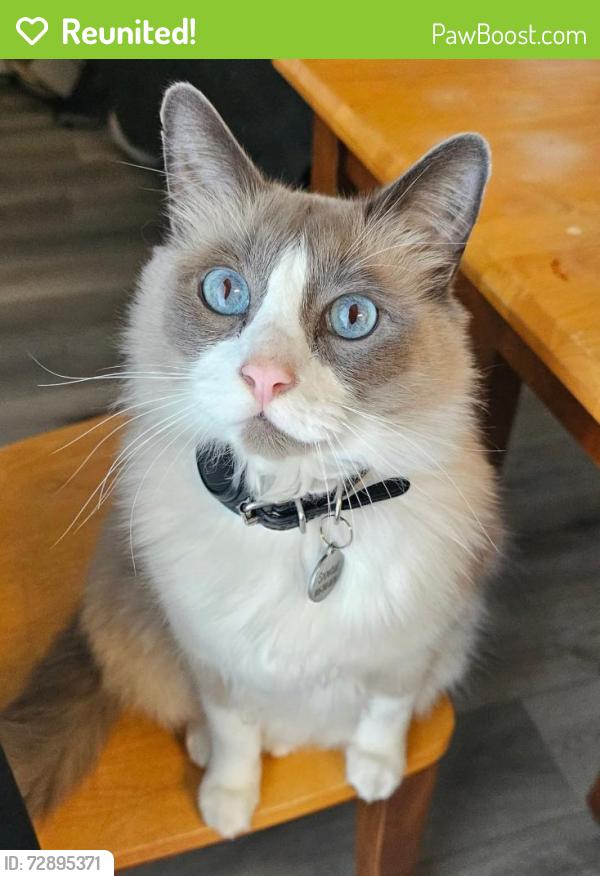 Reunited Male Cat last seen Union Dr , Leander, TX 78641