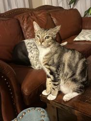Lost Male Cat last seen Burdette and willow, New Orleans, LA 70118