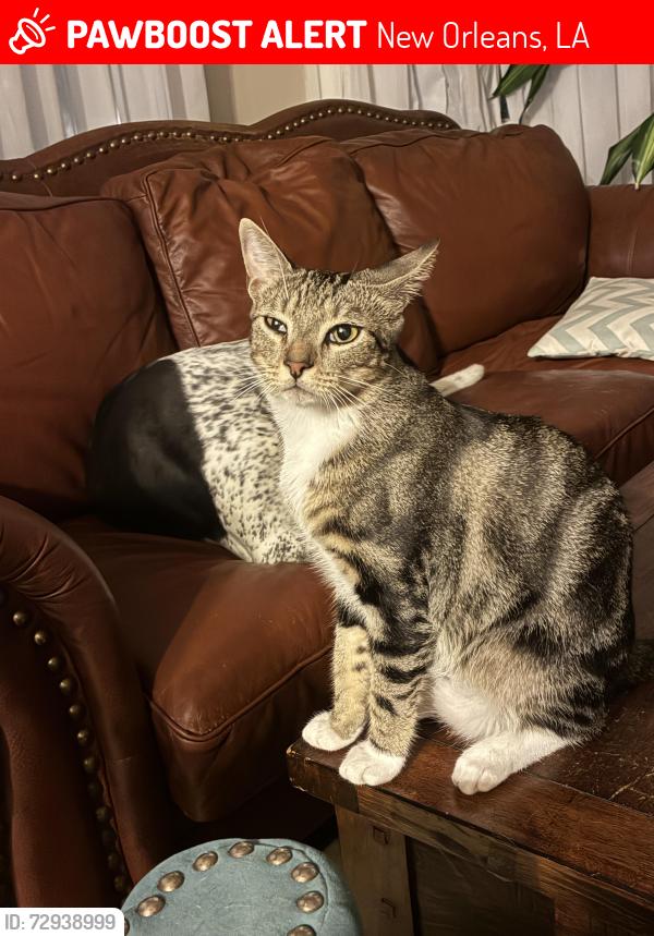 Lost Male Cat last seen Burdette and willow, New Orleans, LA 70118