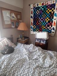 Reunited Female Cat last seen Monterey street, Vallejo, CA 94590