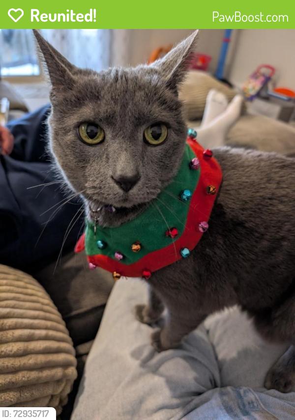 Reunited Female Cat last seen Shadow Creek Neighborhood, Pearland, TX 77581