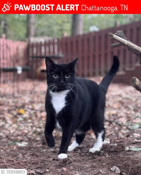 Lost Female Cat last seen Near Lee Hwy, Chattanooga, TN 37421