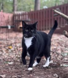 Lost Female Cat last seen Near Lee Hwy, Chattanooga, TN 37421